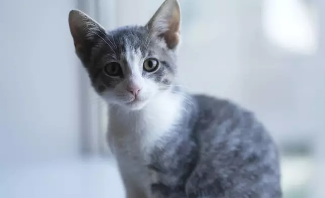 Rigatoni the kitten appears on Wednesday, June 4, 2025, at the Associated Press bureau in New York. (AP Photo/Mary Conlon)