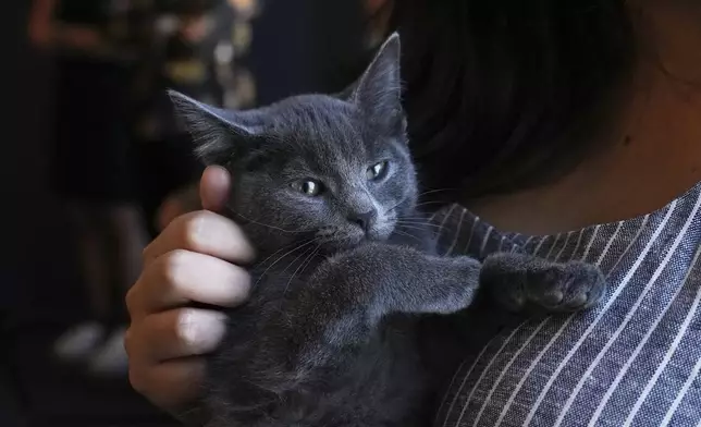 Mallika Sen holds Macaroni the kitten on Wednesday, June 4, 2025, at the Associated Press bureau in New York. (AP Photo/Mary Conlon)