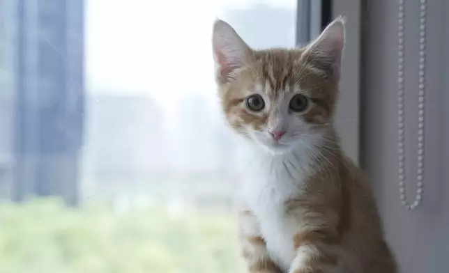 Strawberry the kitten appears on Wednesday, June 4, 2025, at the Associated Press bureau in New York. (AP Photo/Mary Conlon)