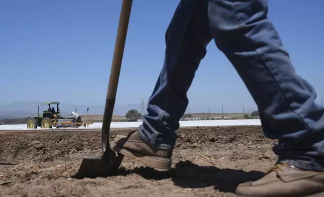 A farm worker checks the land as workers plow a strawberry field in Oxnard, Calif., on Wednesday, June 18, 2025. (AP Photo/Damian Dovarganes)