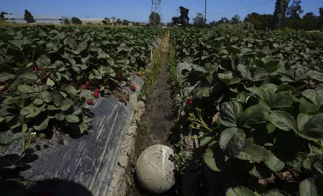 A soccer ball sits in a strawberry field in Oxnard, Calif., on Wednesday, June 18, 2025. (AP Photo/Damian Dovarganes)
