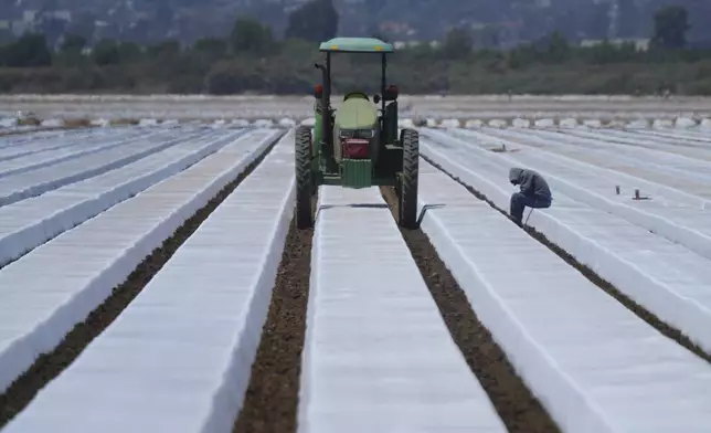 A lone farm worker sits to rest under high temperatures during his break time on a strawberry field in Oxnard, Calif., on Wednesday, June 18, 2025. (AP Photo/Damian Dovarganes)