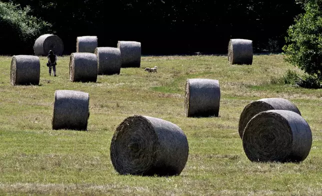 A woman walks her dog on a field with straw bales in Frankfurt, Germany, Friday, June 20, 2025. (AP Photo/Michael Probst)