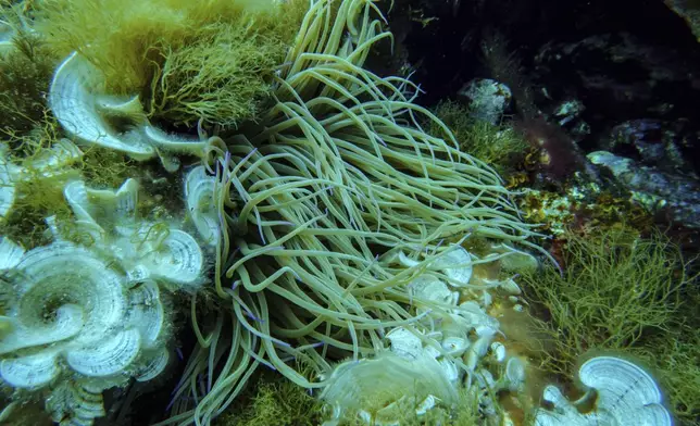 Anemone and peacock's tail are visible in the protected area of France's Port-Cros National Park ahead of the U.N. Ocean Conference, Saturday, June 7, 2025, (AP Photo/Annika Hammerschlag)