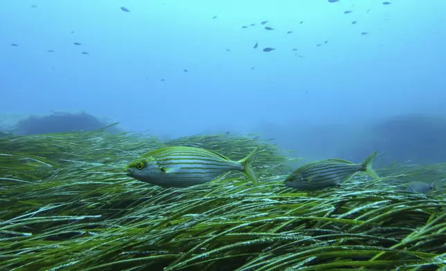 Salema porgy swim near seagrass in the protected area of France's Porquerolles National Park ahead of the U.N. Ocean Conference on Friday, June 6, 2025. (AP Photo/Annika Hammerschlag)