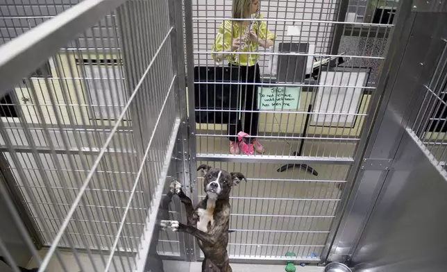 Sarah McDonner, a volunteer for Wild Tunes, which aims to soothe stressed shelter animals with live music, plays the flute at the Denver Animal Shelter, on Friday, May 30, 2025. (AP Photo/Thomas Peipert)