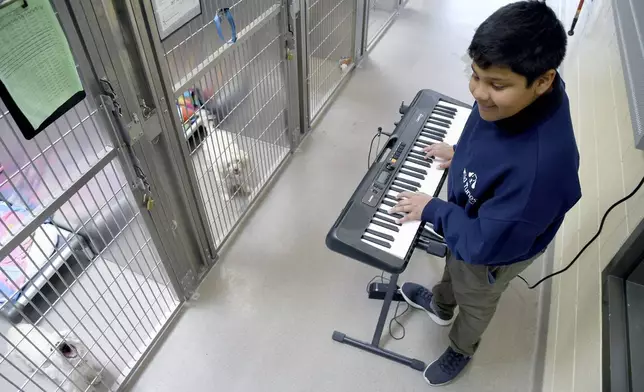 Yuvi Agarwal, the founder of Wild Tunes, which aims to soothe stressed shelter animals with live music, plays the keyboard at the Denver Animal Shelter, on Friday, May 30, 2025. (AP Photo/Thomas Peipert)
