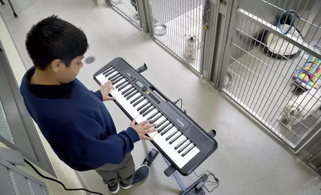 Yuvi Agarwal, the founder of Wild Tunes, which aims to soothe stressed shelter animals with live music, plays the keyboard at the Denver Animal Shelter, on Friday, May 30, 2025. (AP Photo/Thomas Peipert)