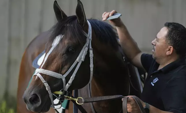 Uncaged is groomed at the Saratoga Race Track, before Saturday's running of the Belmont Stakes horse race, in Saratoga Springs, N.Y., Thursday, June 5, 2025. (AP Photo/Seth Wenig)