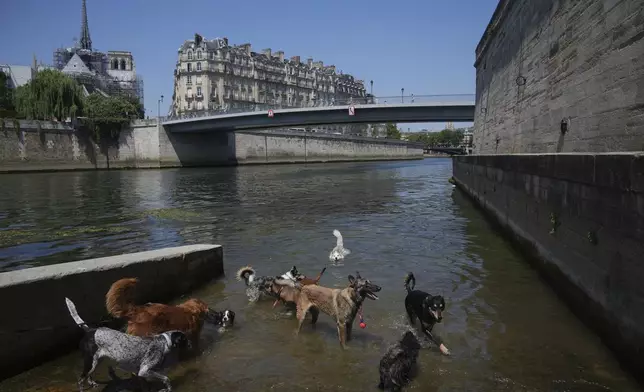 Dogs bathe in the Seine river as temperature rose up to 32 degrees Celsius (90 degrees Fahrenheit) in Paris Thursday, June 19, 2025. (AP Photo/Christophe Ena)