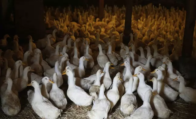 Ducks walk around their barn at the Crescent Duck Farm in Aquebogue, N.Y., Thursday, May 22, 2025. (AP Photo/Seth Wenig)