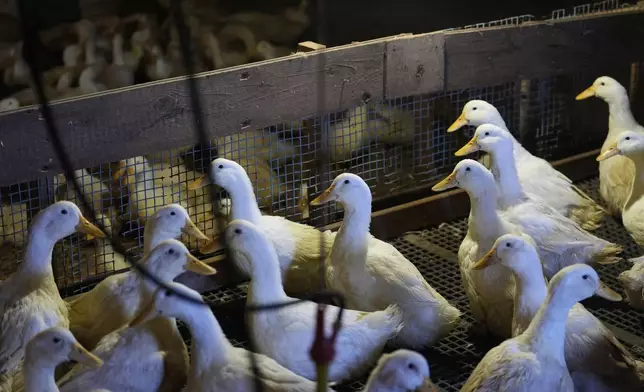 Ducks walk around their barn at the Crescent Duck Farm in Aquebogue, N.Y., Thursday, May 22, 2025. (AP Photo/Seth Wenig)