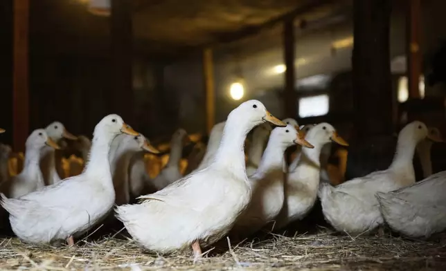 Ducks walk around their barn at the Crescent Duck Farm in Aquebogue, N.Y., Thursday, May 22, 2025. (AP Photo/Seth Wenig)