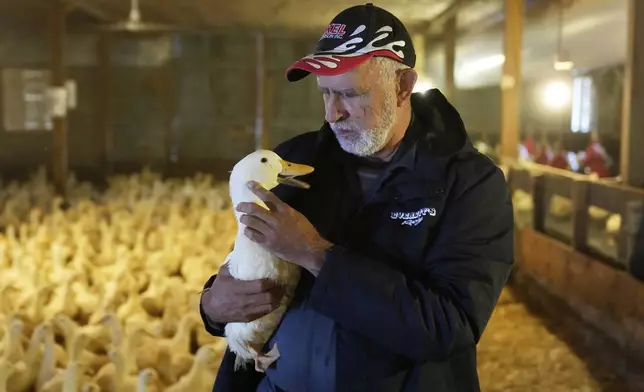 Doug Corwin, president of Crescent Duck, picks up one of his ducks at the Crescent Duck Farm in Aquebogue, N.Y., Thursday, May 22, 2025. (AP Photo/Seth Wenig)