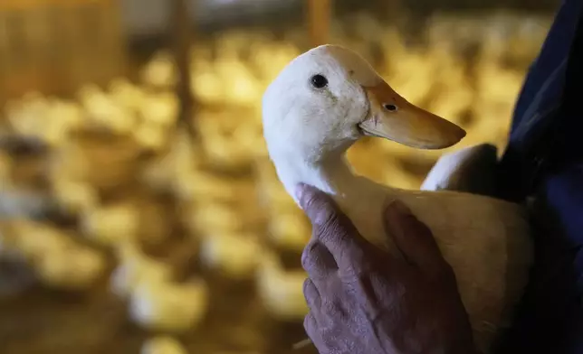 Doug Corwin, president of Crescent Duck, picks up one of his ducks at the Crescent Duck Farm in Aquebogue, N.Y., Thursday, May 22, 2025. (AP Photo/Seth Wenig)