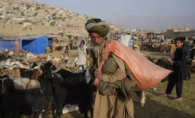 An Afghan cattle farmer displays animals for sale ahead of Eid al-Adha, or "Feast of the Sacrifice", in Kabul, Afghanistan, Friday, June 6, 2025. (AP Photo/Ebrahim Noroozi)