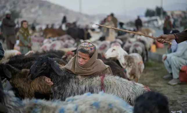 An Afghan boy works in a livestock market a day before the Eid al-Adha, or "Feast of the Sacrifice", in Kabul, Afghanistan, Friday, June 6, 2025. (AP Photo/Ebrahim Noroozi)