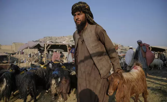An Afghan works in a livestock market a day before the Eid al-Adha, or "Feast of the Sacrifice", in Kabul, Afghanistan, Friday, June 6, 2025. (AP Photo/Ebrahim Noroozi)
