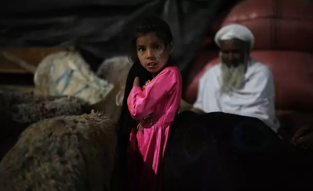 An Afghan girl works in a livestock market ahead of Eid al-Adha, or "Feast of the Sacrifice", in Kabul, Afghanistan, Thursday, June 5, 2025. (AP Photo/Ebrahim Noroozi)