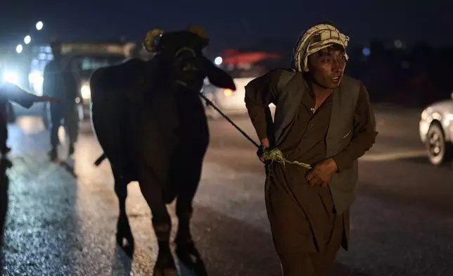 An Afghan cattle farmer displays his cow for sale ahead of Eid al-Adha, or "Feast of the Sacrifice", in Kabul, Afghanistan, Thursday, June 5, 2025. (AP Photo/Ebrahim Noroozi)