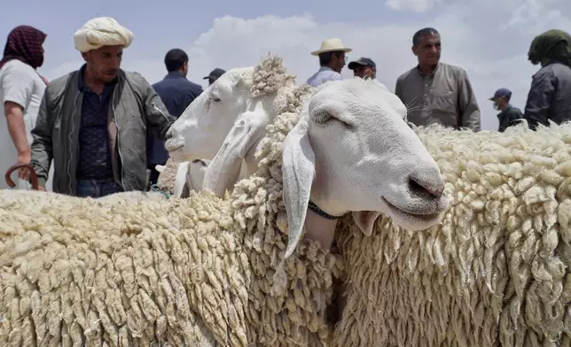People shop for sheep at a livestock market in Aïn Oussera, Algeria, Thursday, June 5, 2025, as muslims around the world celebrate Eid al-Adha by sacrificing animals to commemorate the prophet Ibrahim's faith in being willing to sacrifice his son. (AP Photo/Fateh Guidoum)