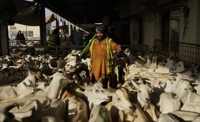 A livestock seller tends to the flock of goat while waiting for customers at a livestock market outside Dubai, United Arab Emirates, Wednesday, June 4, 2025, as muslims around the world celebrate Eid al-Adha by sacrificing animals to commemorate the prophet Ibrahim's faith in being willing to sacrifice his son. (AP Photo/Altaf Qadri)
