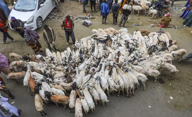 Goats wait for buyers during Eid al-Adha celebrations in Nairobi, Kenya Friday, June 6, 2025. (AP Photo/Patrick Ngugi )