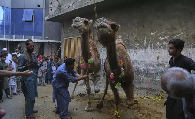 Butchers slaughter camels to mark Eid al-Adha, or Feast of Sacrifice holiday, in Peshawar, Pakistan, Saturday, June 7, 2025. (AP Photo/Muhammad Sajjad)
