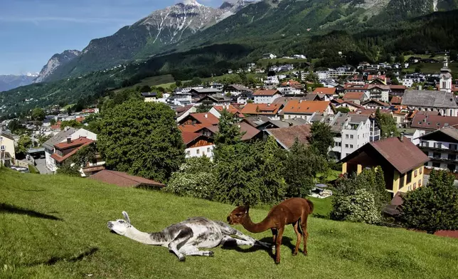 Alpacas chill on a meadow in the outskirts of Innsbruck, Austria, Friday, May 30, 2025. (AP Photo/Michael Probst)