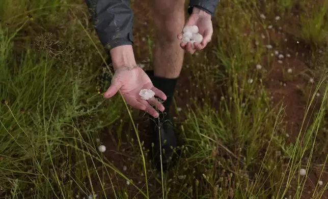 Tony Illenden, a member of Northern Illinois University's Husky Hail Hunter team, picks up hail during a Project ICECHIP operation Friday, June 6, 2025, near Morton, Texas. (AP Photo/Carolyn Kaster)