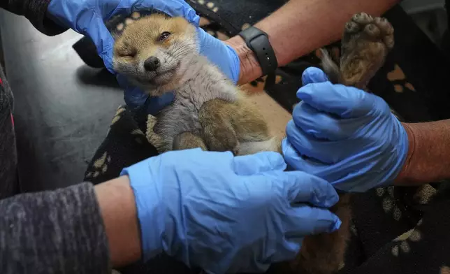Volunteers examine a fox cub at the hospital run by The Fox Project after being rescued near Tonbridge, England, Thursday, May 22, 2025. (AP Photo/Frank Augstein)