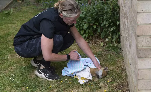 Nicki Townsend of The Fox Project looks after a fox cub that was found barely alive in a garden behind a block of flats in London, England, Thursday, May 22, 2025. (AP Photo/Frank Augstein)