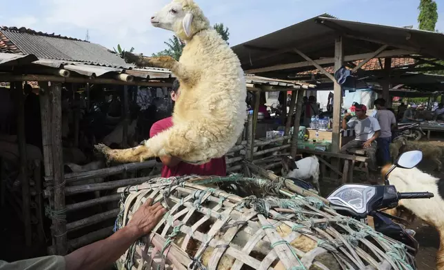 A man lifts a sheep for sale ahead of Eid al-Adha holiday at a livestock market in Jonggol, West Java, Indonesia, Monday, June 2, 2025. (AP Photo/Achmad Ibrahim)