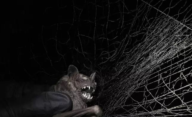 A scientist from the Smithsonian Tropical Research Institute captures a bat for research in Gamboa, Panama, Sunday, June 1, 2025. (AP Photo/Matias Delacroix)