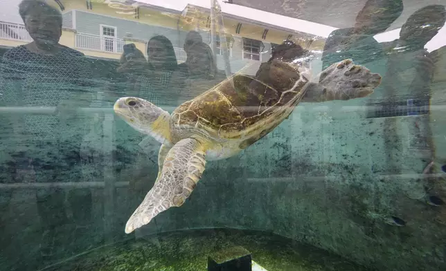 Visitors are reflected in a tank window as they watch Turtwig, a sub-adult green sea turtle who cannot return to the wild due to buoyancy problems, swim, at Loggerhead Marinelife Center in Juno Beach, Fla., Wednesday, June 4, 2025. (AP Photo/Rebecca Blackwell)
