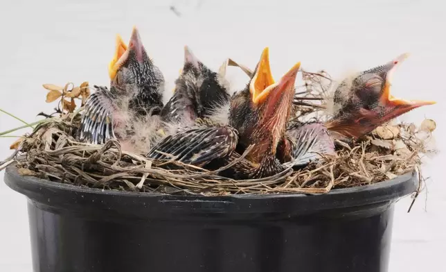 Robin hatchlings await their next meal from their nest, which their parents built in a plant pot, Wednesday, June 4, 2025, in East Derry, N.H. (AP Photo/Charles Krupa)
