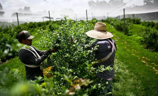Felix Gutierrez, 43, and Caesar Ayala Gutierrez, 21, pick blueberries in the sweltering heat at Stepping Stone Farms on Monday, June 23, 2025, in Bourbon County, Ky. (AP Photo/Michael Swensen)