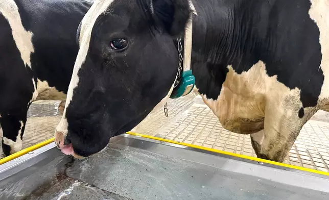 A cow drinks water at Michigan State University's new Dairy Cattle Teaching and Research Center on Monday, July 28, 2025, in East Lansing, Mich. (AP Photo/Mike Householder)