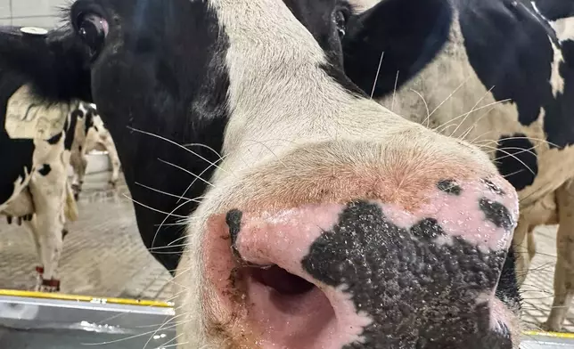 A cow sniffs at the camera inside Michigan State University's new Dairy Cattle Teaching and Research Center on Monday, July 28, 2025, in East Lansing, Mich. (AP Photo/Mike Householder)