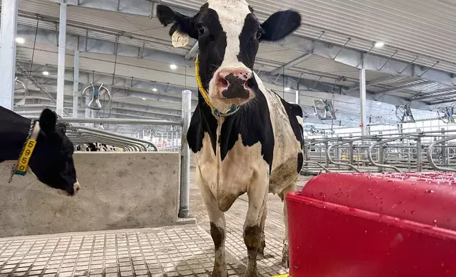 A cow stands in an enclosure at Michigan State University's new Dairy Cattle Teaching and Research Center on Monday, July 28, 2025, in East Lansing, Mich. (AP Photo/Mike Householder)