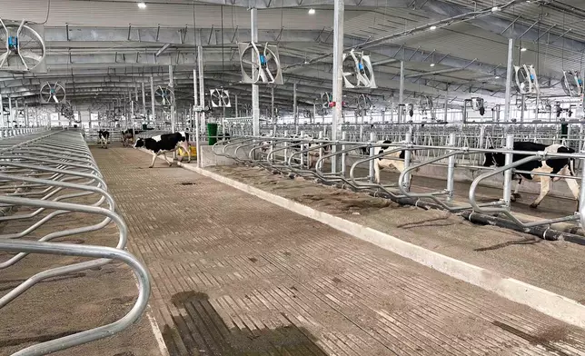 Cows walk around Michigan State University's new Dairy Cattle Teaching and Research Center on Monday, July 28, 2025, in East Lansing, Mich. (AP Photo/Mike Householder)