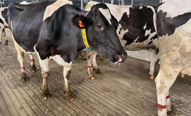 Cows stand in an enclosure at Michigan State University's new Dairy Cattle Teaching and Research Center on Monday, July 28, 2025, in East Lansing, Mich. (AP Photo/Mike Householder)
