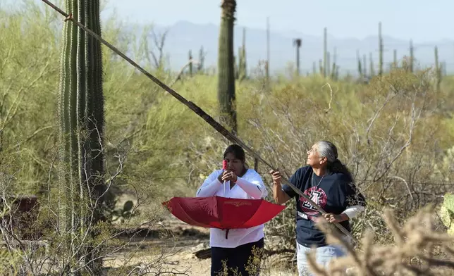 An umbrella is used to catch fresh fruit picked from a saguaro cactus during a harvest season day by the Tohono Oʼodham people in Saguaro National Park near Tucson, Ariz., on Tuesday, June 24, 2025. (AP Photo/Ross D. Franklin)