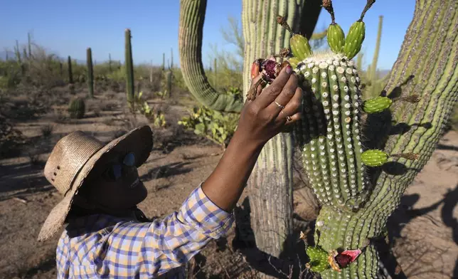 Tanisha Tucker Lohse, of the Tohono Oʼodham nation, picks a ripe saguaro cactus fruit during a harvest day in Saguaro National Park near Tucson, Ariz., on Monday, June 23, 2025. (AP Photo/Ross D. Franklin)