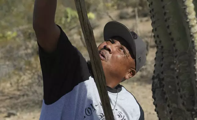 Clayborne Thomas, of the Tohono Oʼodham nation, picks saguaro cactus fruit during a harvest day in Saguaro National Park near Tucson, Ariz., on Tuesday, June 24, 2025. (AP Photo/Ross D. Franklin)