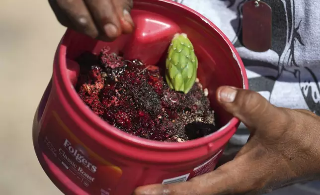 Clayborne Thomas, of the Tohono Oʼodham nation, looks at his harvested saguaro cactus fruit picked the traditional way during harvest season in Saguaro National Park near Tucson, Ariz., on Tuesday, June 24, 2025. (AP Photo/Ross D. Franklin)