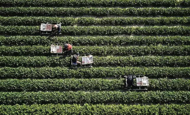 Harvest helpers harvest strawberries in a field on the outskirts of Frankfurt, Germany, Monday, June 30, 2025. (AP Photo/Michael Probst)