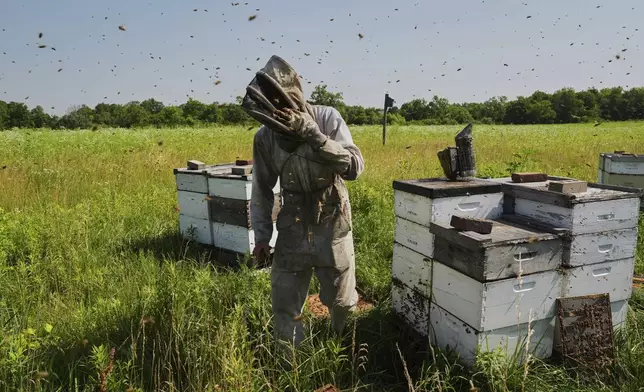 Isaac Barnes works with his honeybee hives Tuesday, June 24, 2025, in Williamsport, Ohio. (AP Photo/Joshua A. Bickel)