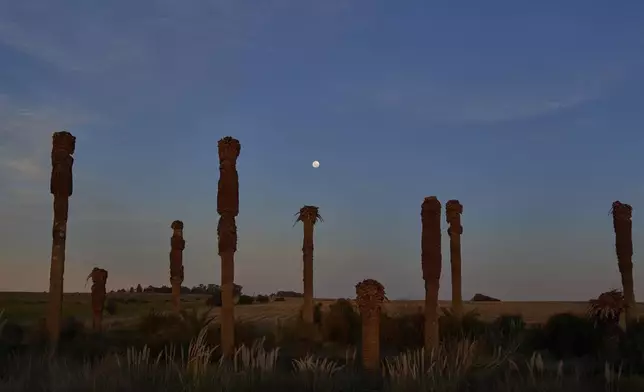 A moon rises behind a field of dead palm trees along a country road near Peaje Mendoza, in Florida, Uruguay, Wednesday, July 9, 2025, as authorities continue to battle the red palm weevil, an insect imported from Southeast Asia that devours palm trees. (AP Photo/Matilde Campodonico)