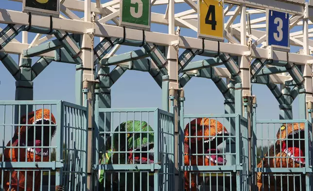 Racers wait in their gates before the men's championship during the "T-Rex World Championship Races" at Emerald Downs, Sunday, June 29, 2025, in Auburn, Wash. (AP Photo/Lindsey Wasson)